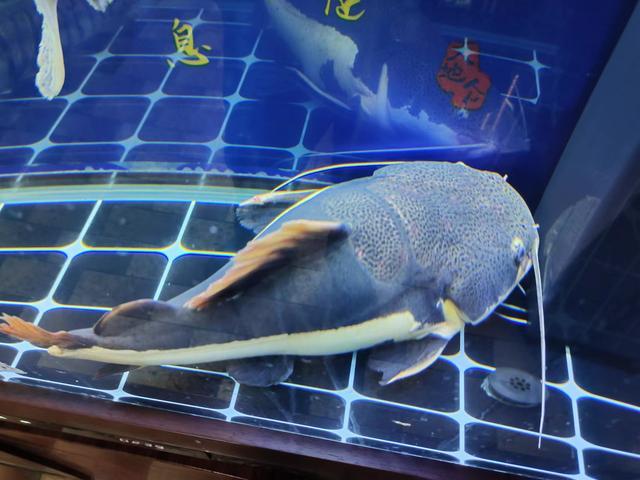 觀賞加溫魚用什么餌料_不用加溫的觀賞魚_觀賞加溫魚用多大的缸