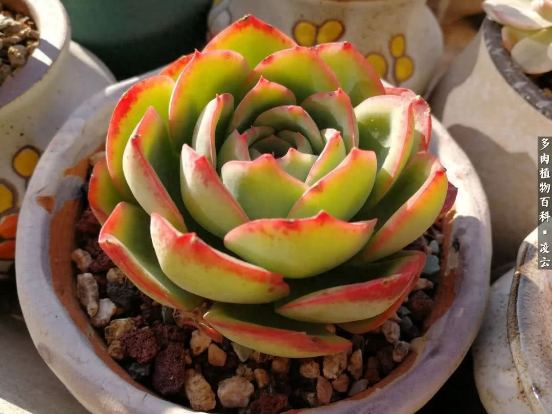 多肉白女王_女王玫瑰多肉和白月影區別_紫羅蘭女王多肉圖片