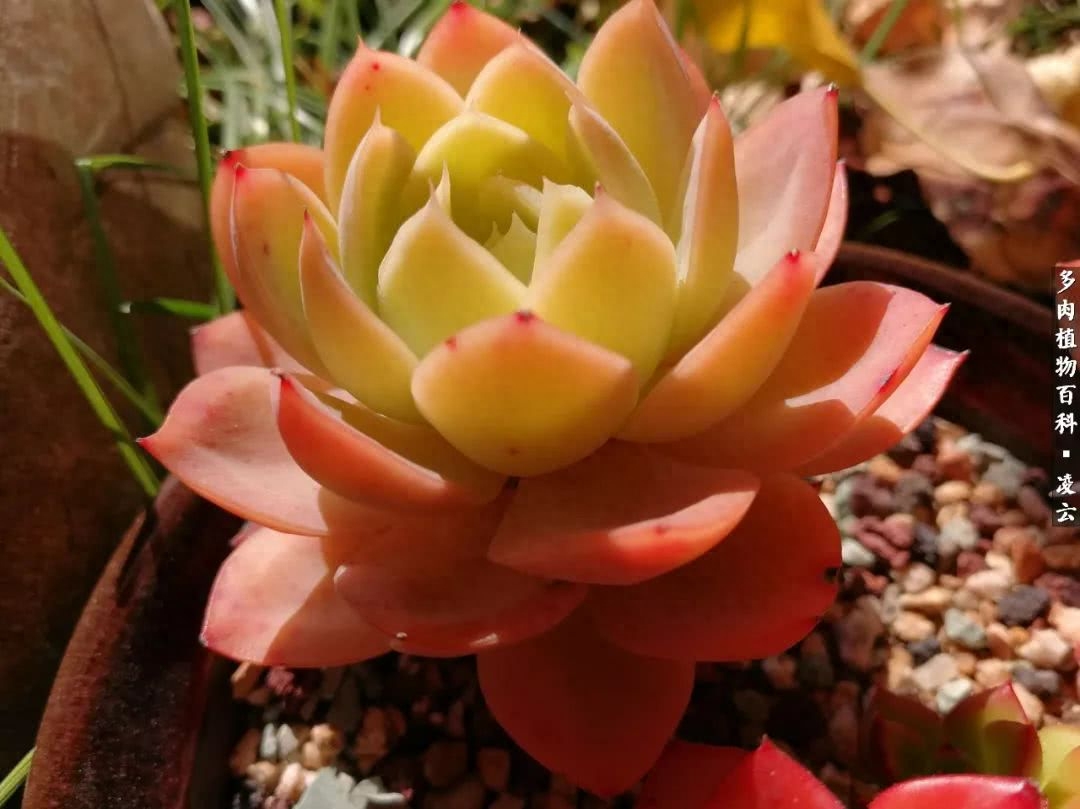 女王玫瑰多肉和白月影區別_紫羅蘭女王多肉圖片_多肉白女王