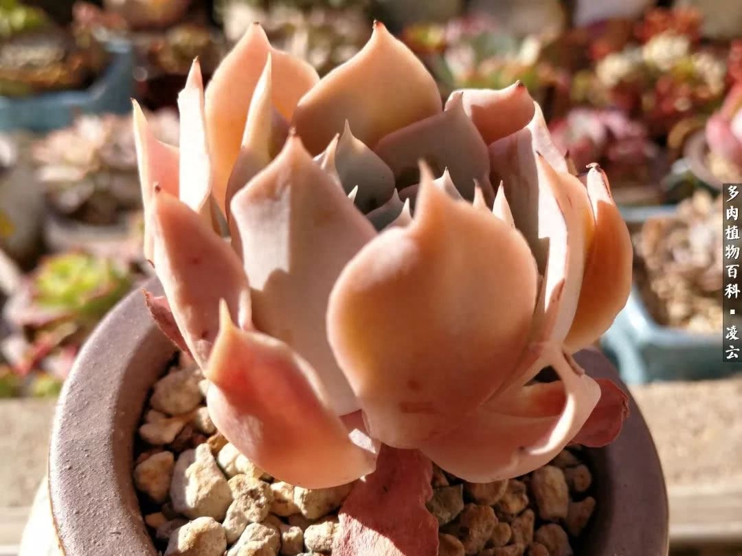 女王玫瑰多肉和白月影區別_多肉白女王_紫羅蘭女王多肉圖片