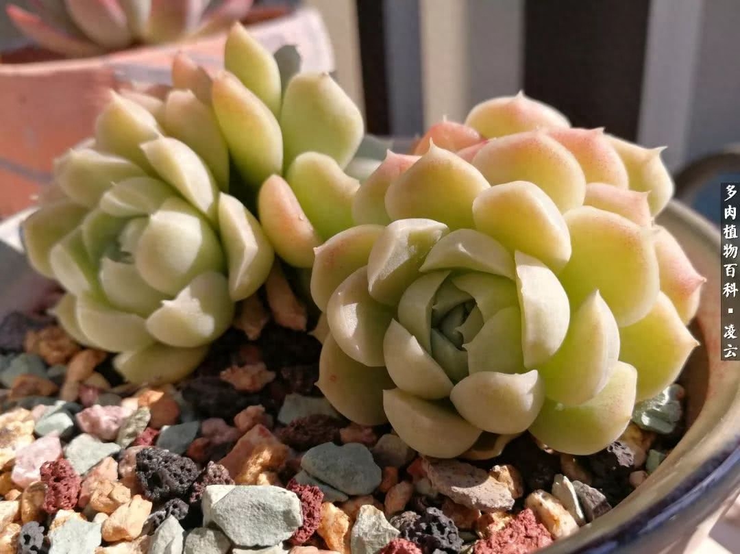 紫羅蘭女王多肉圖片_女王玫瑰多肉和白月影區別_多肉白女王