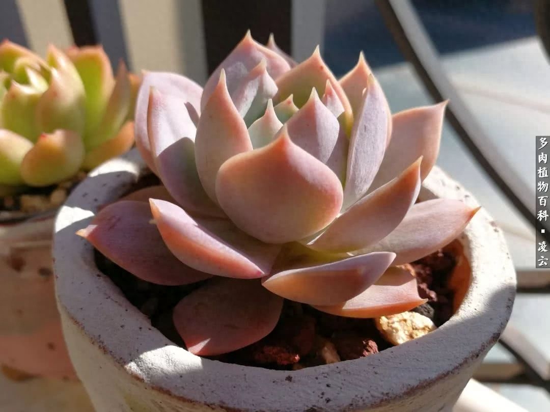 紫羅蘭女王多肉圖片_女王玫瑰多肉和白月影區別_多肉白女王