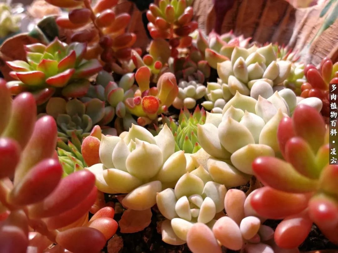 紫羅蘭女王多肉圖片_多肉白女王_女王玫瑰多肉和白月影區別