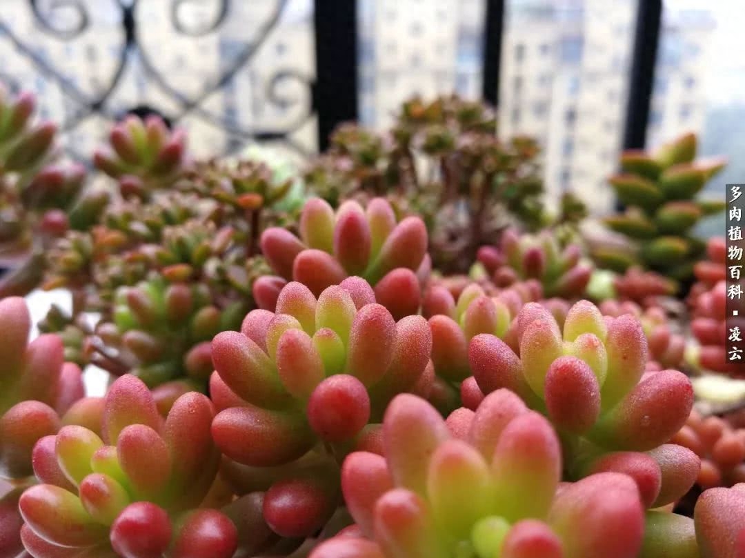 多肉白女王_紫羅蘭女王多肉圖片_女王玫瑰多肉和白月影區別