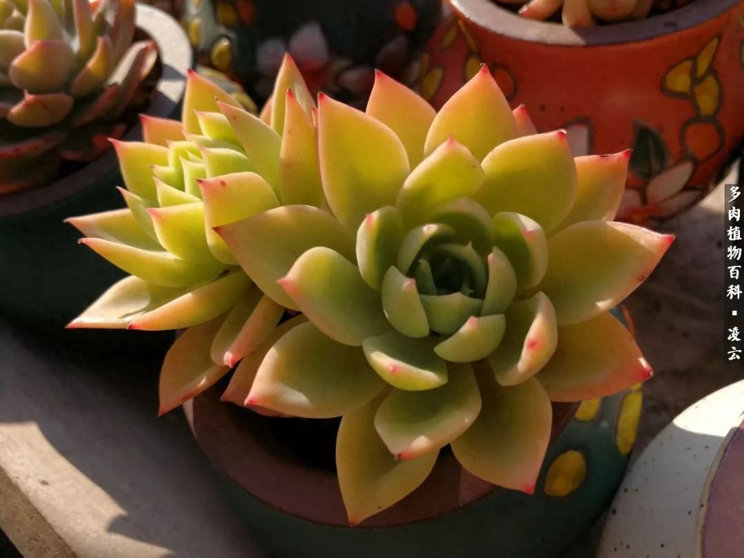 紫羅蘭女王多肉圖片_多肉白女王_女王玫瑰多肉和白月影區別