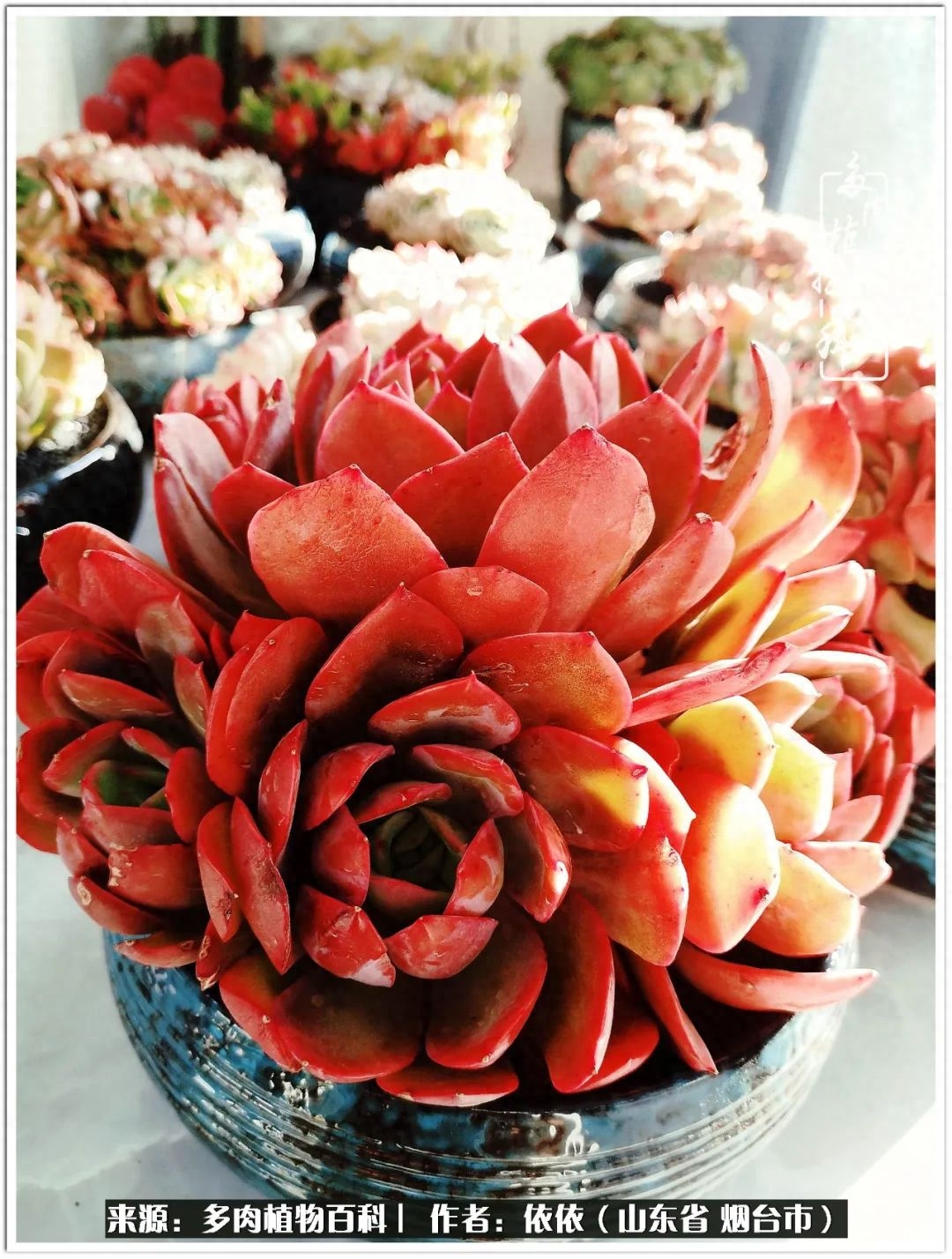 多肉開啟我的佛系人生！