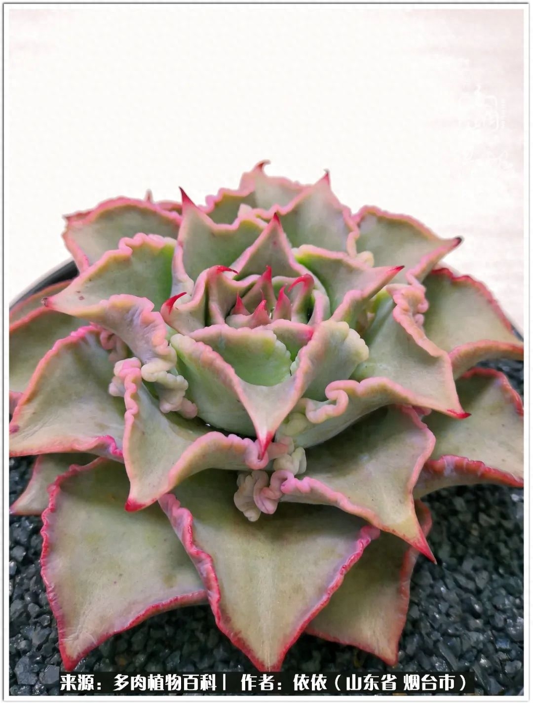 多肉白女王_冰女王多肉_多肉白雪女王