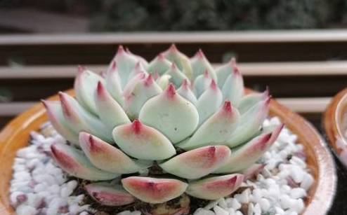 這種多肉最怕水，一個月不澆，反而胖成肉墩子！