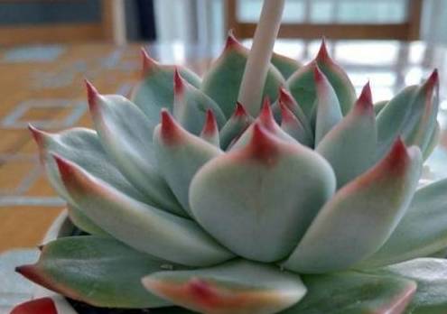 多肉澆多少水_澆多肉的水_澆多肉水最好是什么水