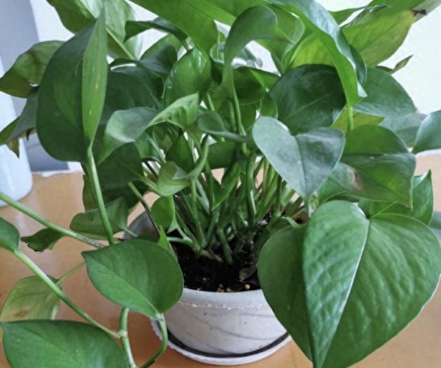 多肉長壽花_多肉長壽花怎么養(yǎng)殖_長壽花是多肉嗎