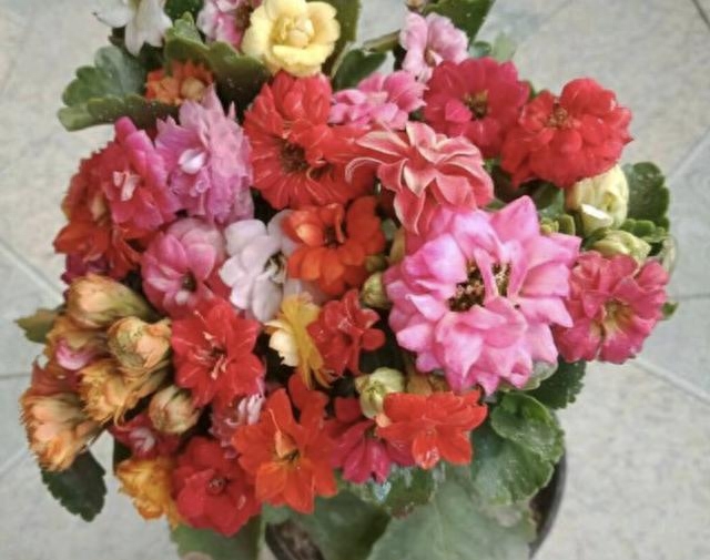 多肉長壽花怎么養(yǎng)殖_多肉長壽花_長壽花是多肉嗎