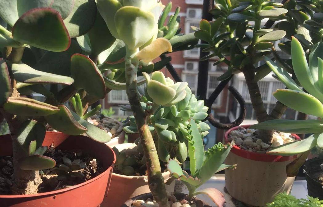 多肉可愛玫瑰長高了放不穩也站不牢如何處理？有兩種處理方法可選