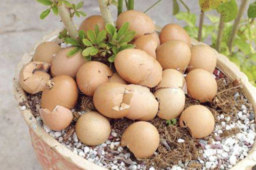 用“它”來喂長壽花，放1點到盆里，30天不到，枝頭掛滿花苞！