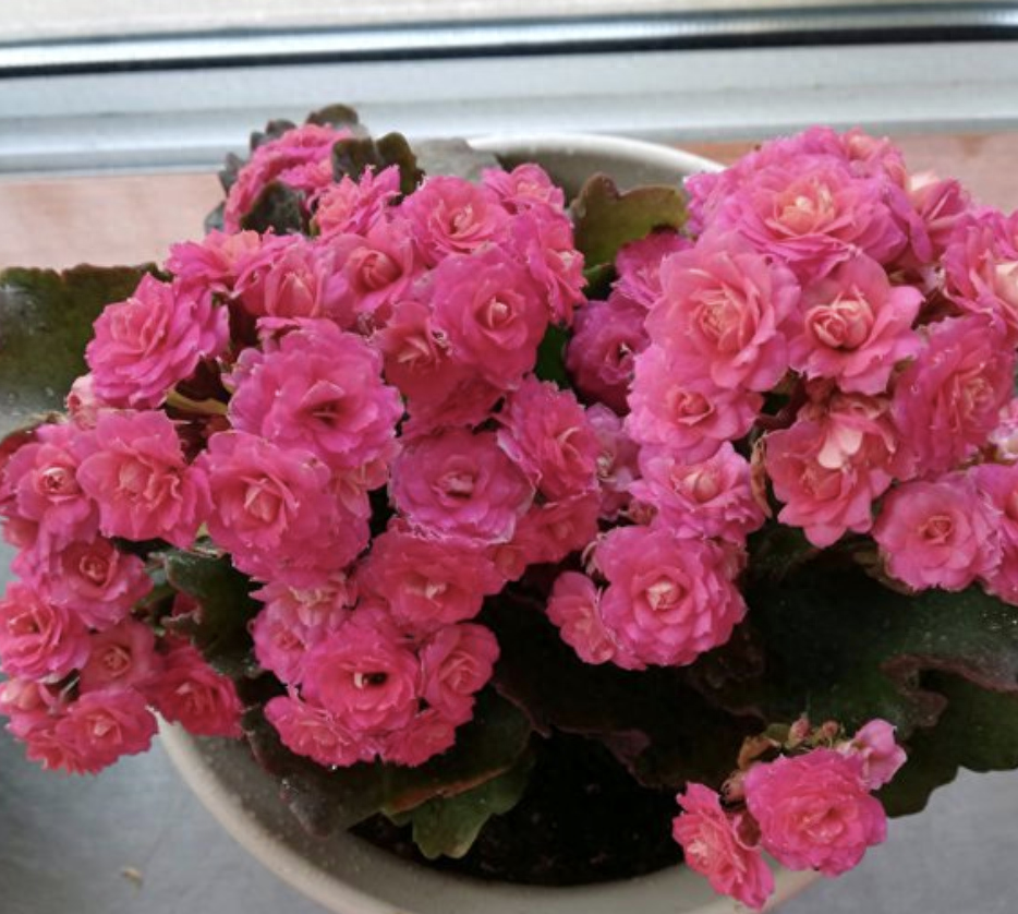 長壽花是多肉嗎_多肉長壽花怎么養殖_多肉長壽花