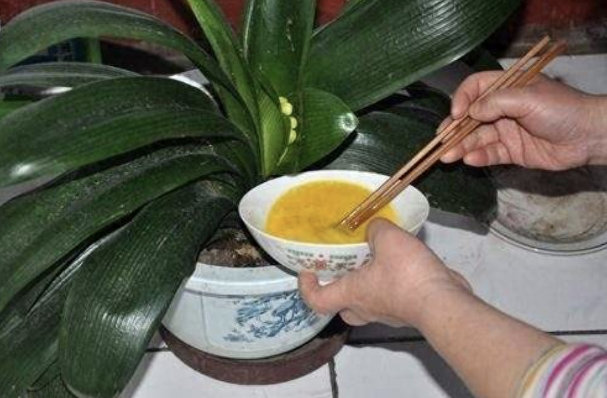 多肉長壽花怎么養殖_長壽花是多肉嗎_多肉長壽花