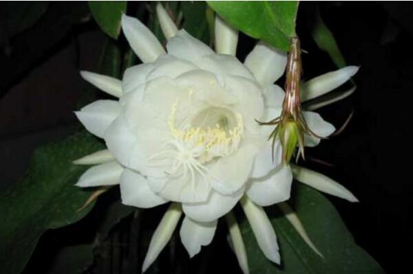 曇花幾天澆一次水，不同的季節(jié)澆水頻率也不相同 多肉植物