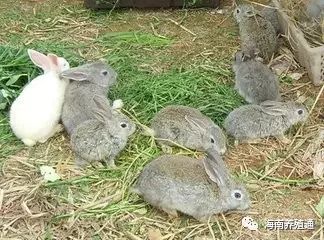 冷水觀賞魚什么魚最好養_冷水觀賞魚大全品種圖片_十大冷水觀賞魚