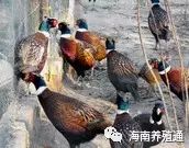 十大冷水觀賞魚_冷水觀賞魚大全品種圖片_冷水觀賞魚什么魚最好養