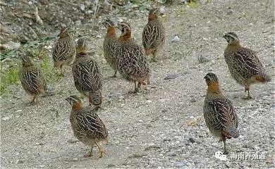 冷水觀賞魚什么魚最好養_十大冷水觀賞魚_冷水觀賞魚大全品種圖片