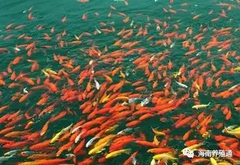 冷水觀賞魚大全品種圖片_冷水觀賞魚什么魚最好養_十大冷水觀賞魚