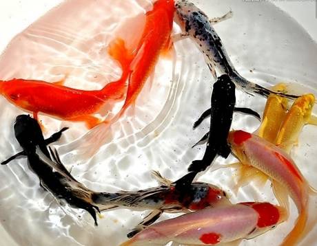 冷水觀賞魚什么魚最好養(yǎng)_冷水觀賞魚大全品種圖片_十大冷水觀賞魚