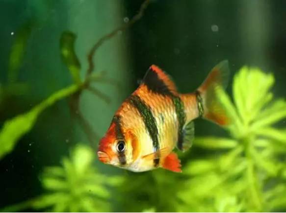 冷水觀賞魚大全品種圖片_冷水觀賞魚什么魚最好養(yǎng)_十大冷水觀賞魚