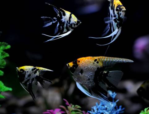 十大冷水觀賞魚_冷水觀賞魚什么魚最好養(yǎng)_冷水觀賞魚大全品種圖片