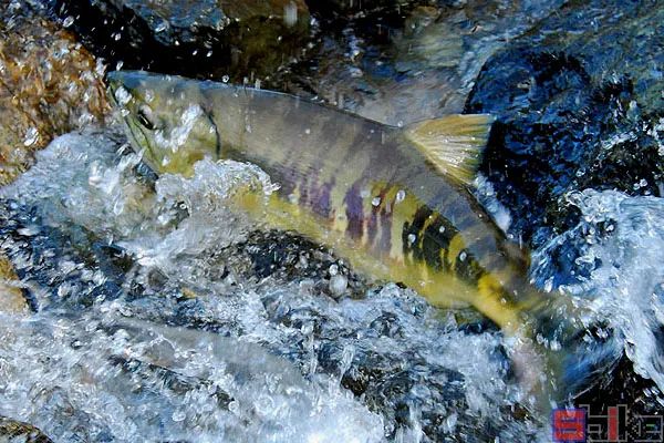 Sbike動(dòng)植物百科：世界十大最兇猛淡水魚(yú)，其中一種剛剛滅絕，還是我國(guó)特有的。
