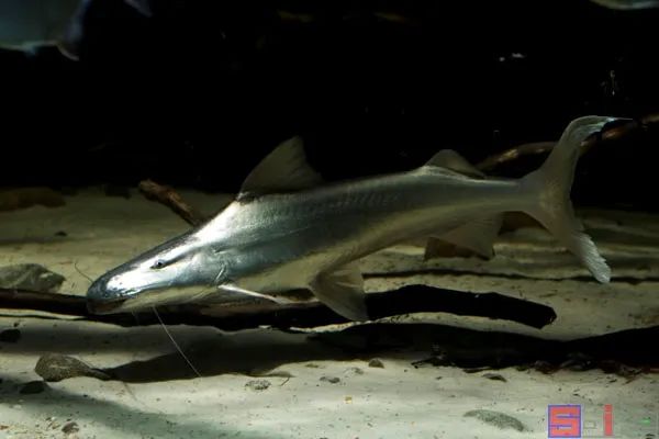 十大冷水觀賞魚_冷水觀賞魚有哪些品種_冷水觀賞魚哪個最好養最好看