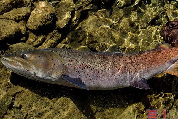 冷水觀賞魚哪個最好養最好看_冷水觀賞魚有哪些品種_十大冷水觀賞魚