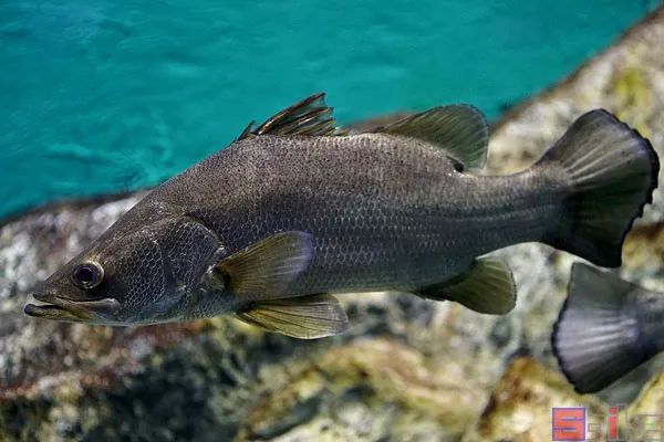 十大冷水觀賞魚_冷水觀賞魚哪個最好養最好看_冷水觀賞魚有哪些品種