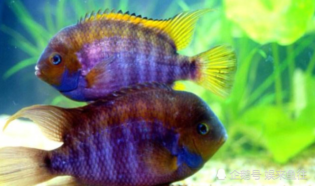 觀賞魚缸養魚好不好_魚缸最好養的觀賞魚_魚缸養殖觀賞魚應該注意哪些