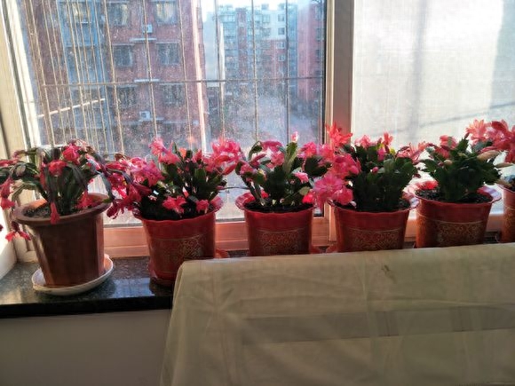 12月給花澆水，“2種料”加下去，長壽花、蟹爪蘭長滿盆，有用！