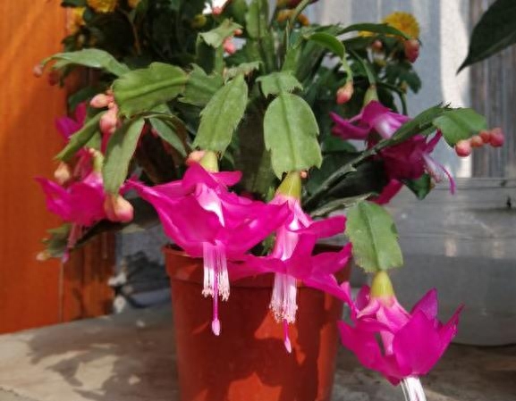 長壽花是多肉嗎_長壽花是多肉嗎_長壽花是多肉嗎