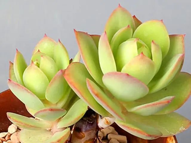 養(yǎng)多肉碧桃好不好_多肉碧桃好養(yǎng)嗎_多肉植物碧桃好養(yǎng)嗎