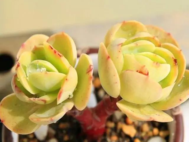 多肉植物碧桃好養(yǎng)嗎_多肉碧桃好養(yǎng)嗎_養(yǎng)多肉碧桃好不好