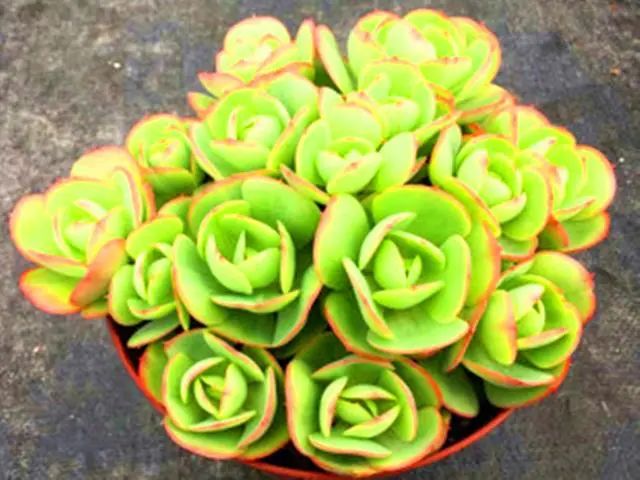 養(yǎng)多肉碧桃好不好_多肉植物碧桃好養(yǎng)嗎_多肉碧桃好養(yǎng)嗎