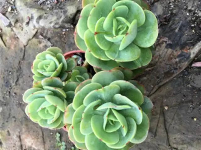 多肉碧桃好養(yǎng)嗎_養(yǎng)多肉碧桃好不好_多肉植物碧桃好養(yǎng)嗎