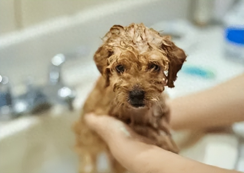 狗狗洗澡的流程圖_狗狗洗澡正確方法圖片_狗狗洗澡的正確方法