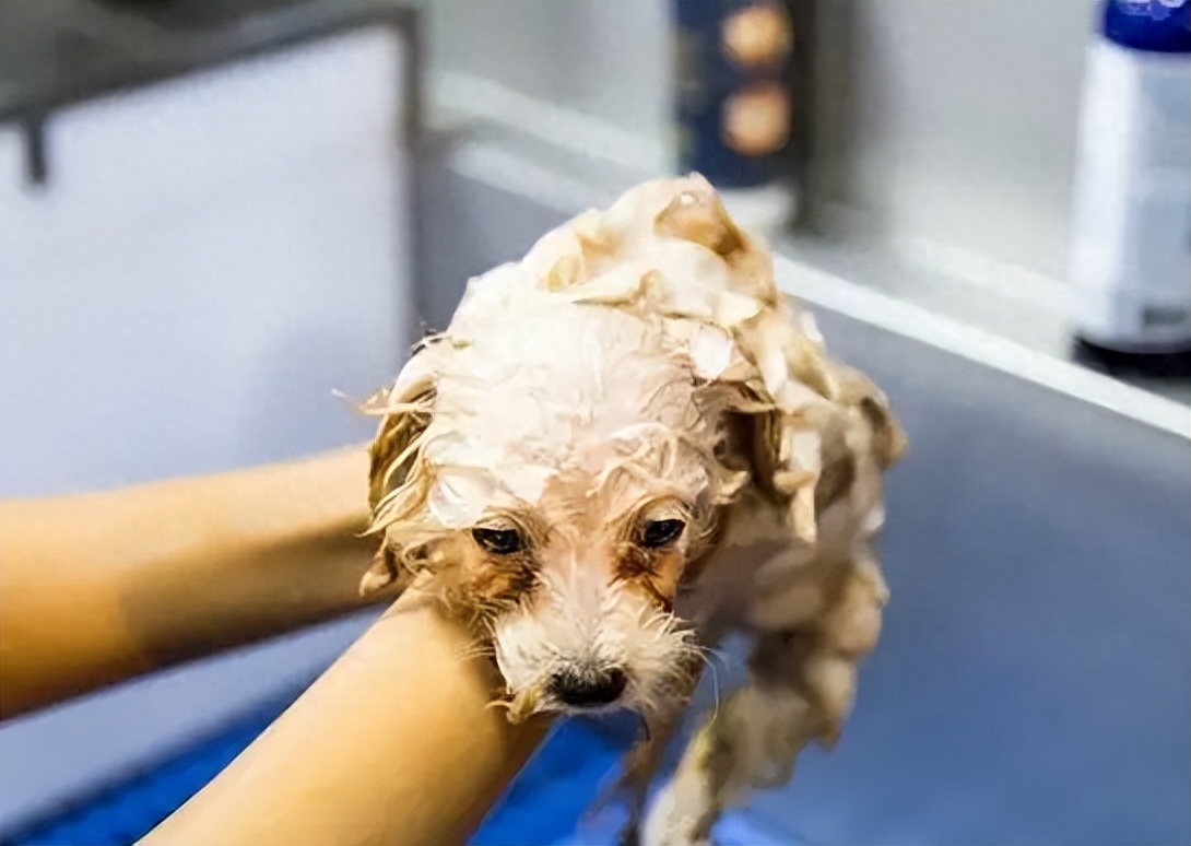 狗狗洗澡的流程圖_狗狗洗澡的正確方法_狗狗洗澡正確方法圖片