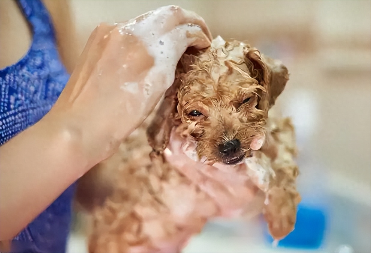 狗狗洗澡正確方法圖片_狗狗洗澡的流程圖_狗狗洗澡的正確方法