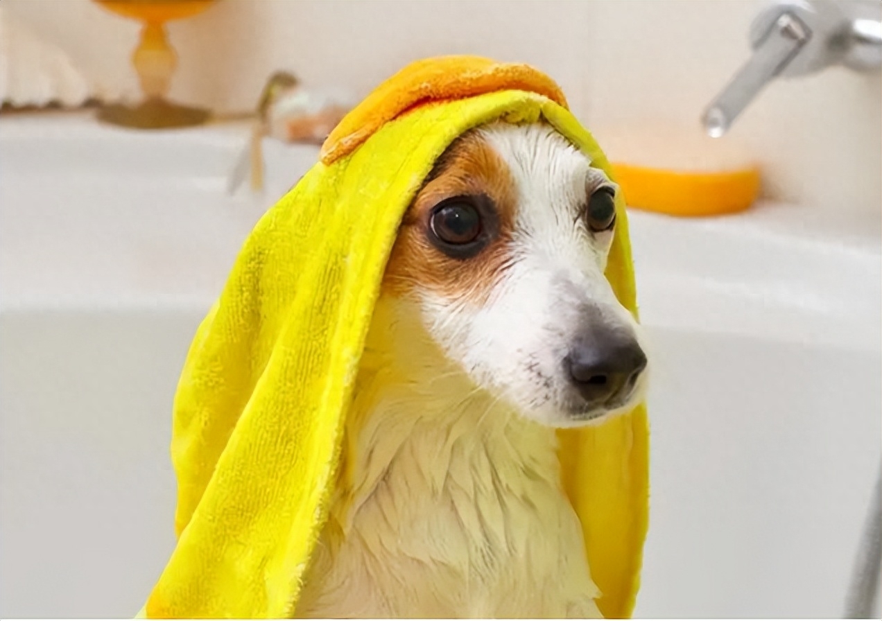 狗狗洗澡的正確方法_狗狗洗澡的流程圖_狗狗洗澡正確方法圖片