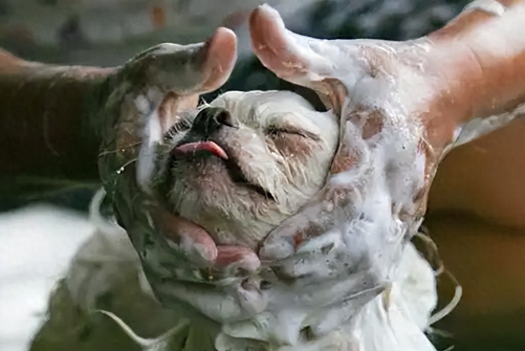 狗狗洗澡的流程圖_狗狗洗澡正確方法圖片_狗狗洗澡的正確方法