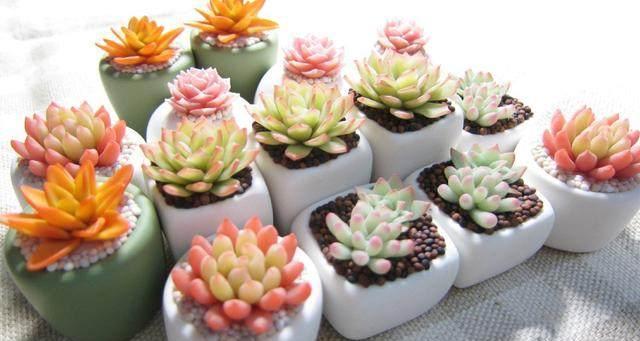 這才是多肉正確的澆水方法，難怪之前一直養不活，后悔知道晚了