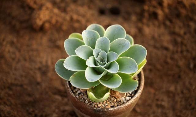 這才是多肉正確的澆水方法，難怪之前一直養不活，后悔知道晚了