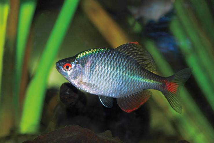 什么魚好養不容易死（幾種耐養觀賞魚引薦）