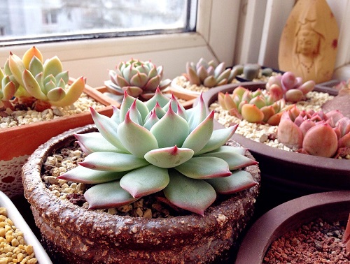 多肉澆水的正確方法 澆水注意事項(xiàng)