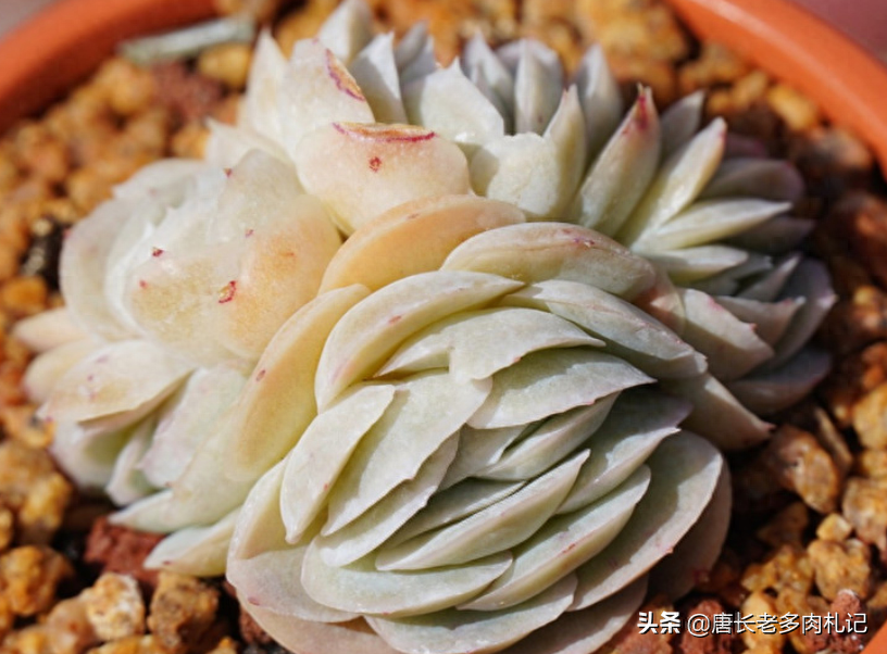 多肉露西娜的養(yǎng)殖方法_多肉植物露西娜_多肉露西娜