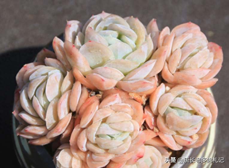 多肉植物露西娜_多肉露西娜_多肉露西娜的養(yǎng)殖方法