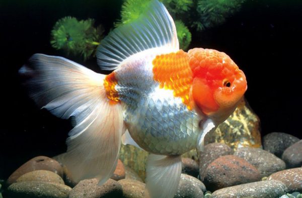 文種金魚獅子頭